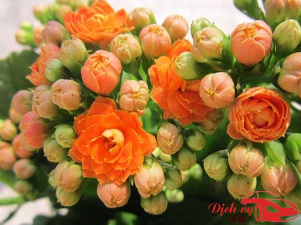 Hoa tết