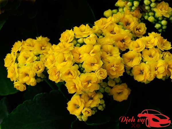 Hoa tết